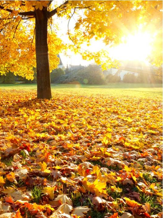 Tant de NDE parlent de la Lumière Lumière d'automne horizon-spirituel.com