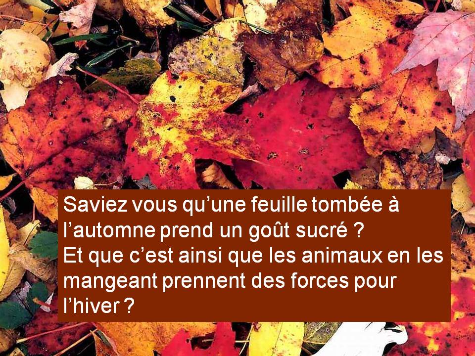 Une si belle précaution Feuilles d'automne horizon-spirituel.com