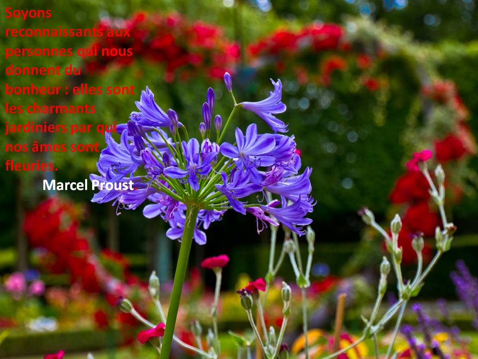 Faisons fleurir nos âmes Amaryllis horizon-spirituel.com