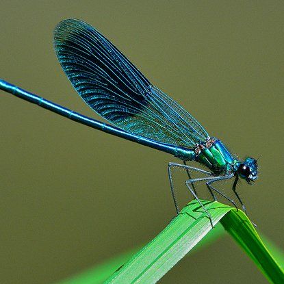 Si légère libellule horizon-spirituel.com