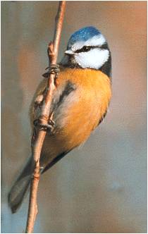 adorable petite bestiole Mésange bleue horizon-spirituel.com