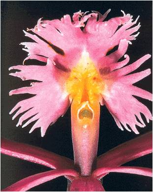 Coiffée avec un pétard ? Epidendrum horizon-spirituel.com