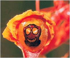 masque de carnaval Plagiometriona clandestina horizon-spirituel.com