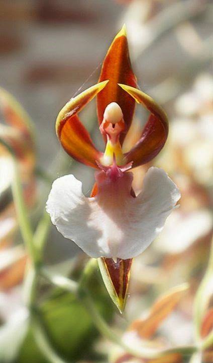 orchidée ballerine  horizon-spirituel.com