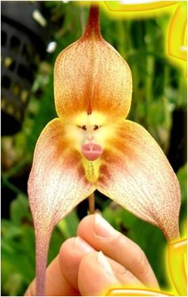 figure de singe orchidee  horizon-spirituel.com