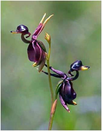 orchidée oiseau  horizon-spirituel.com