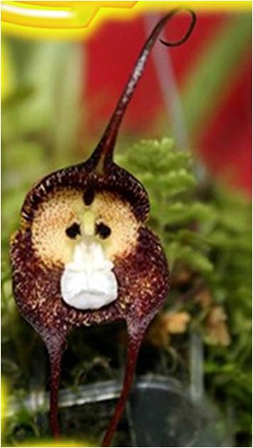 celui là a même la queue singe orchidée  horizon-spirituel.com