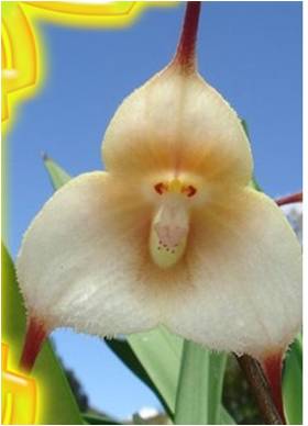 orchidée singe figure de singe horizon-spirituel.com