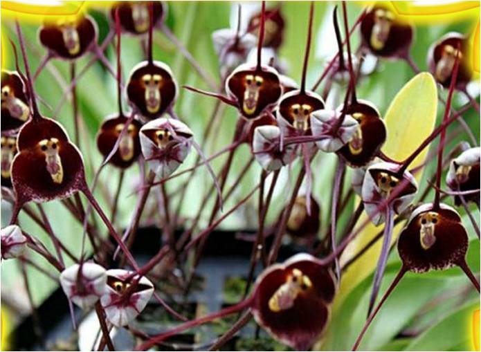 singe orchidée  horizon-spirituel.com