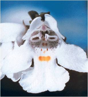 regard ombrageux Variété de menthe horizon-spirituel.com
