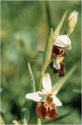 Qui sait ? ophrys abeille horizon-spirituel.com