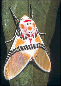 papillon comique horizon-spirituel.com