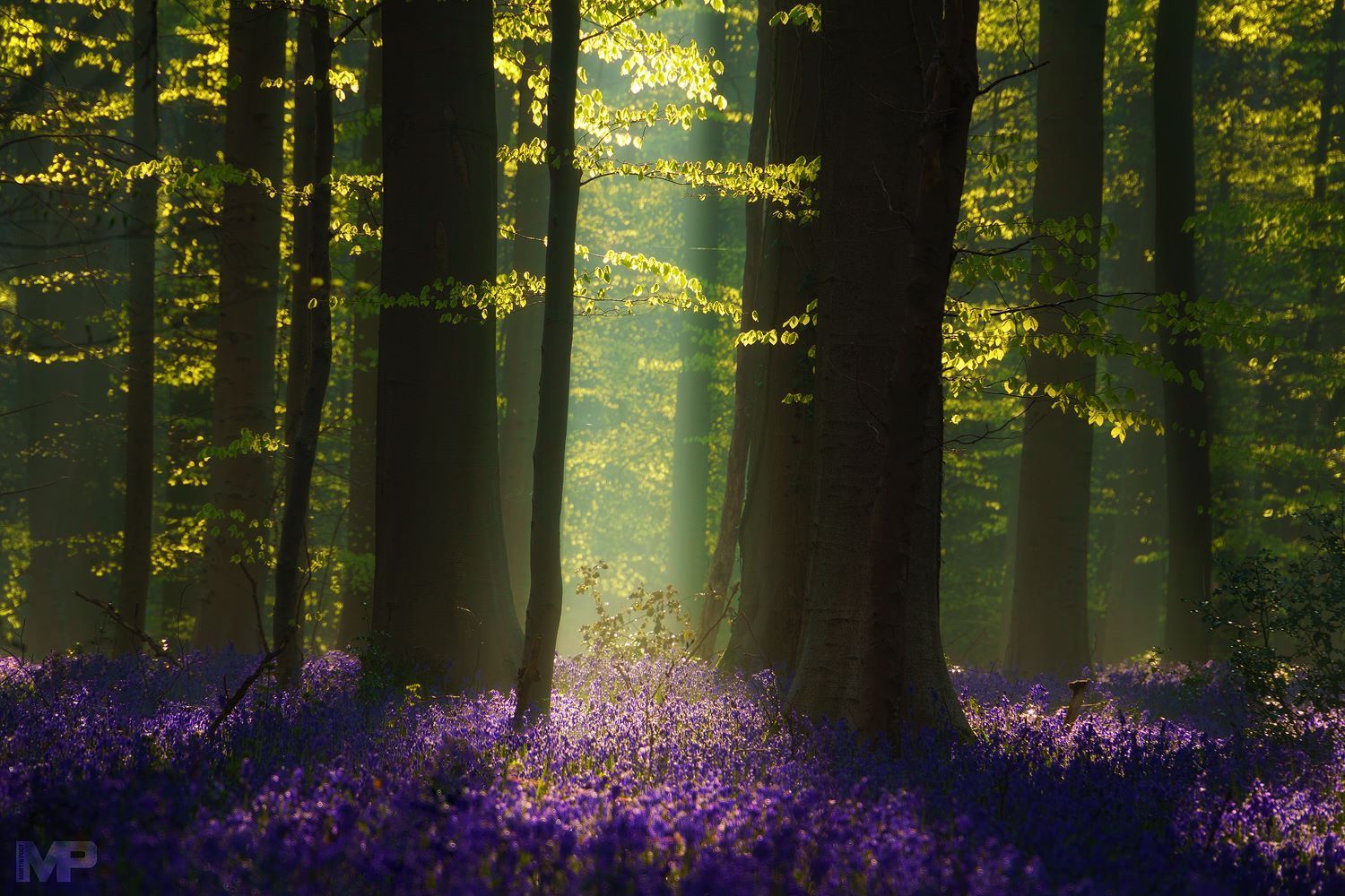les aurores sont toujours des moments privilégiés Forêt horizon-spirituel.com
