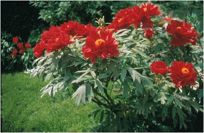 Pivoines arbustives S'entoure de belles choses horizon-spirituel.com