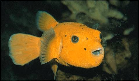 être enfermé dans ses pensées Aquarium horizon-spirituel.com