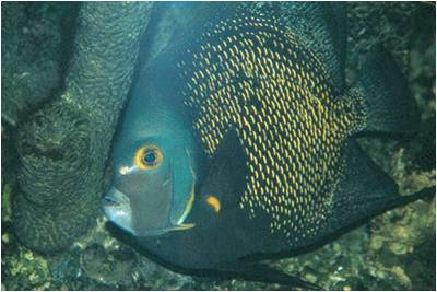 comme d'autres dans leurs pensées Dans son aquarium  horizon-spirituel.com