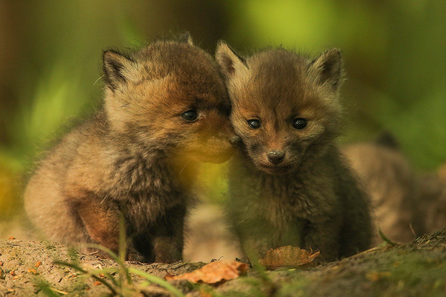 si tendres, si beaux, merveilleuse création Renardeau au terrier horizon-spirituel.com
