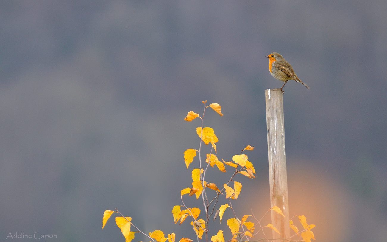 En faction ou en prière ? Rouge gorge horizon-spirituel.com