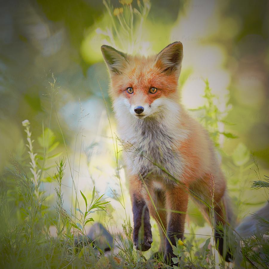 Au détour d'un chemin Renard horizon-spirituel.com