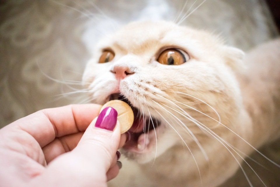 a cat being fed a tablet