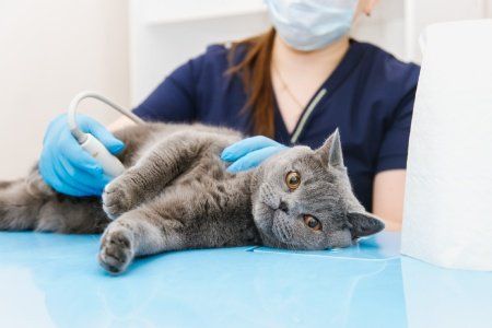 a cat being examined by a vet