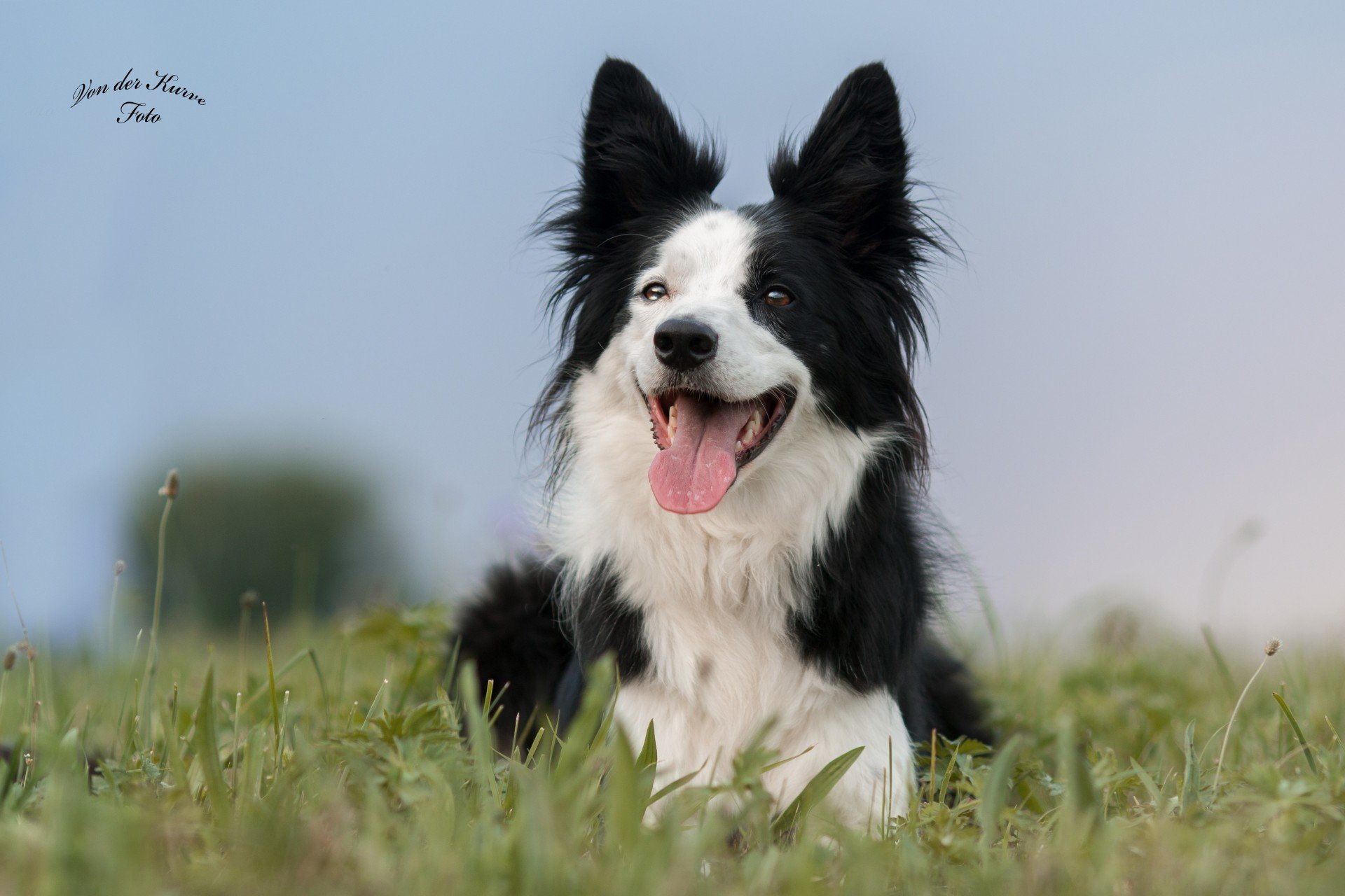 Border Collie Hündin