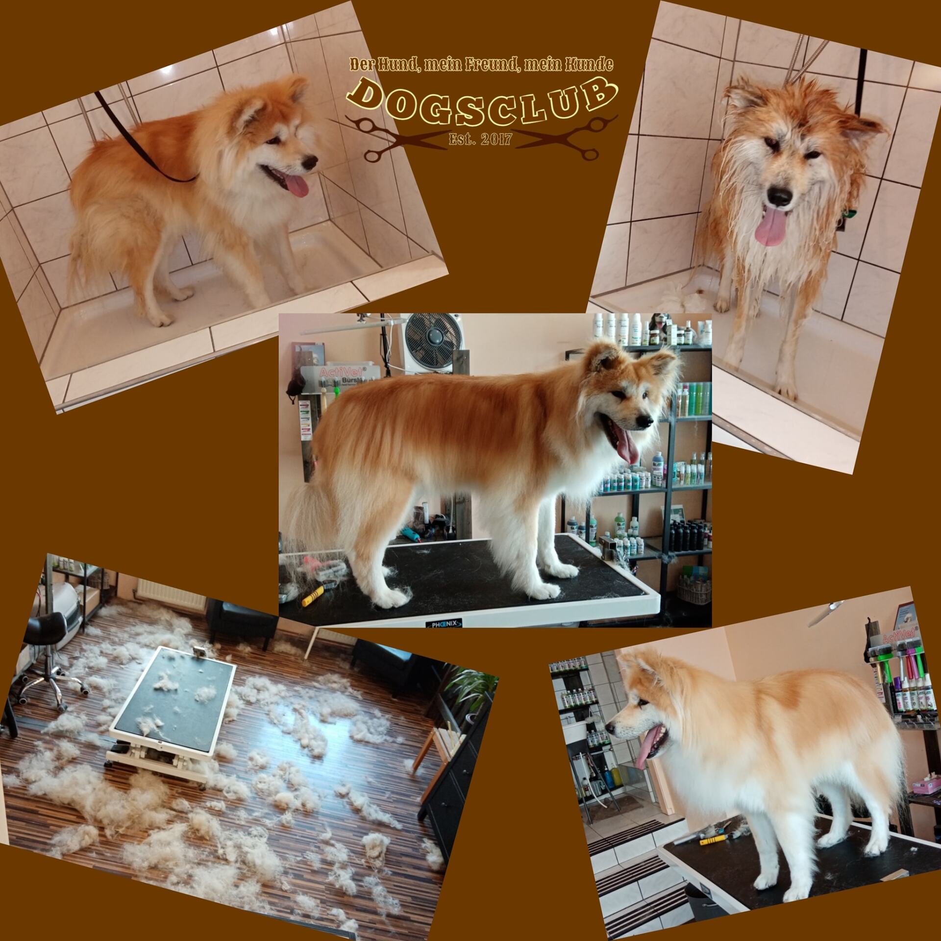 Collage Hund gebadet