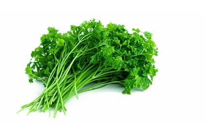 Küchenkräuter im Hundenapf Petersilie