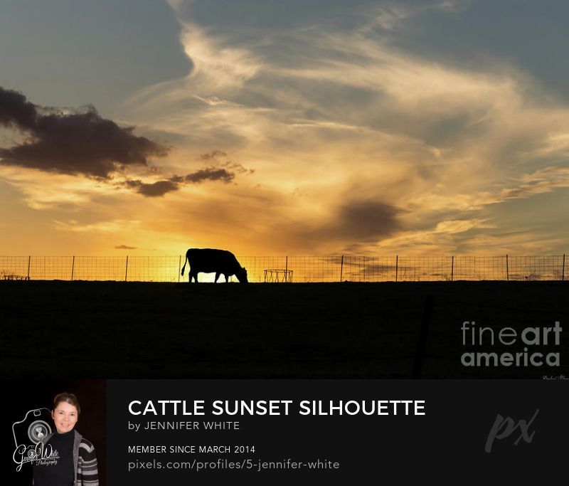 A cow eats in front of a beautiful country sunset. This silhouette capture was taken in Ozark, Missouri in the late winter. Cattle are the most common type of large domesticated ungulates. They are raised as livestock for meat (beef and veal), Dairy for milk and other dairy products, and as draft animals that pull carts, plows and other implements. In some regions cattle have significant religious meaning. Photo by Jennifer White Timeless Moments Photography
