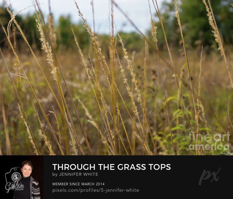 A photo taken through blades of grass of an overgrown prairie area at Runge Nature Center Park. A tall grass prairie is an natural / nature ecosystem. Prairies are great for wild life, regulates tree encroachment, recycles nutrients to the soil, and catalyzes some seed dispersal and germination processes. Runge Conservation Nature Center in Jefferson City, Missouri has several hiking trails and exhibits inside their center. There's outdoor landscaping demonstrations and wildlife habitat as well as naturalist guided programs for families, scouts, schools and other groups. It is a beautiful place to just get out and enjoy nature. Photo by Jennifer White Timeless Moments Photography.