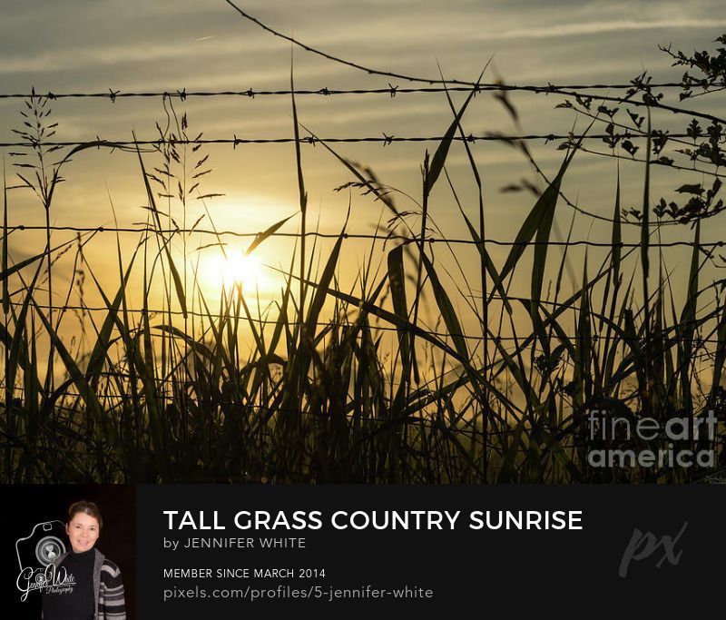 A unique view of an orange sunrise looking through tall grass blades and a barbwire fence. What a beautiful country themed photo. It was such a glorious and peaceful morning when I captured this in Highlandville, Missouri, United States during the summer. Highlandville is a small country town south of Springfield MO and North of Branson MO. Photo by Jennifer White Timeless Moments Photography.