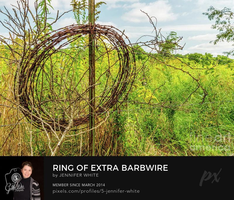 Some extra looped barbwire hangs on a metal post of a barbwire fence around an overgrown field in Elkland Missouri, United States in the Ozarks. I took this country themed photo during the summer when the solidago flowers were bloomed. Photo by Jennifer White with Timeless Moments Photography.