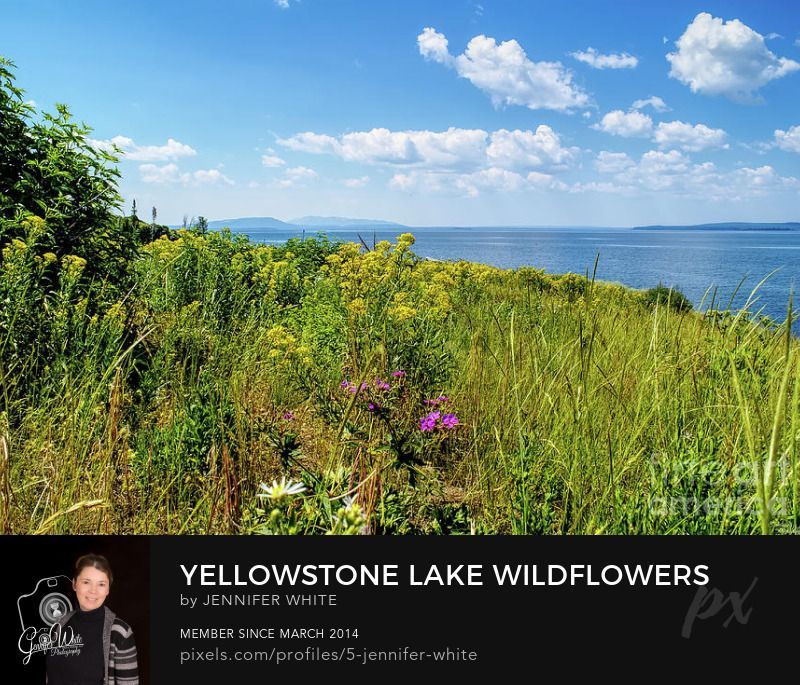 Looking over some wildflowers of a view of Yellowstone Lake in Yellowstone National Park, Wyoming, United States. This lake is the largest in Yellowstone and has 110 miles of shoreline. Average depth is 139 ft and the greatest depth is 390 ft. Yellowstone Lake is the largest freshwater lake above 7,000 ft in North America. Photo by Jennifer White Timeless Moments Photography.