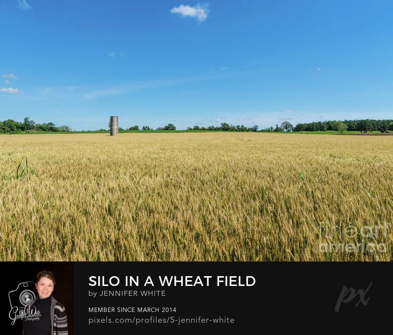 A silo stands alone out in the middle of a wheat field near Miller, Missouri, United States. This farm sits along historic Route 66. I love to watch the wind blow the wheat as it sways.
This photo was taken by Jennifer White with Timeless Moments Photography. All images are copyrighted © Timeless Moments Photography/Jennifer White. All rights reserved.