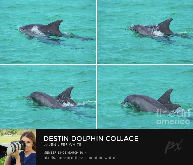 A collage of a baby bottlenose dolphin swimming with the mother in the Destin Florida harbor by Jennifer White with Timeless Moments Photography.