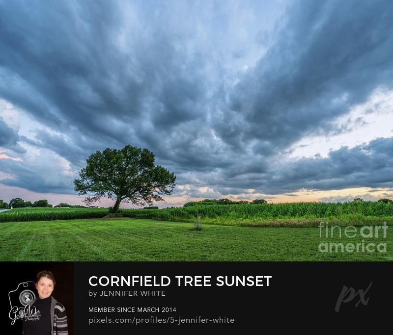 A beautiful sunset over a cornfield in Ozark, Missouri, United States just south of Springfield, MO. I had been waiting for the perfect sunset to capture this scene as this is only a couple miles from our home. We had some beautiful clouds throughout the day after a short rain storm in the afternoon. About 15 minutes before sunset, the clouds were mostly gone except for some along the horizon. Photo by Jennifer White Timeless Moments Photography