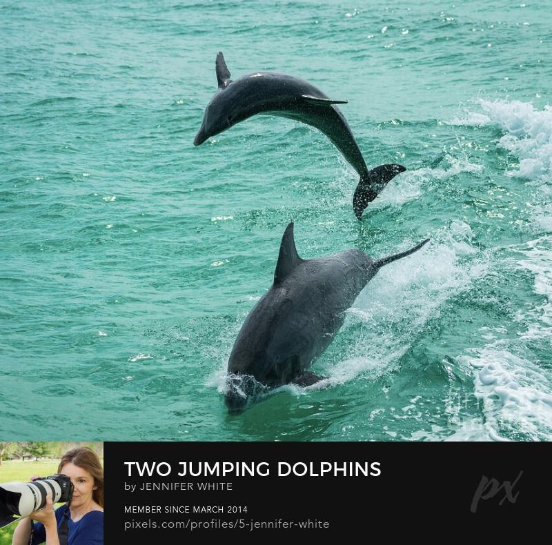 A photo of two bottlenose dolphins jumping and playing with waves in Destin Florida by Jennifer White with Timeless Moments Photography.