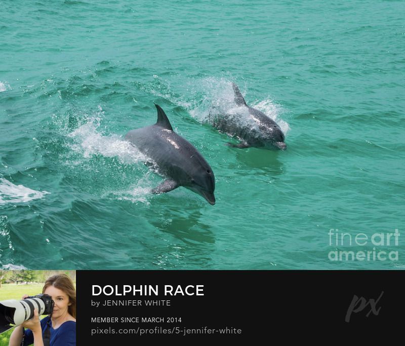 A fine art photo of two dolphins racing through waves in Destin Florida by Jennifer White with Timeless Moments Photography