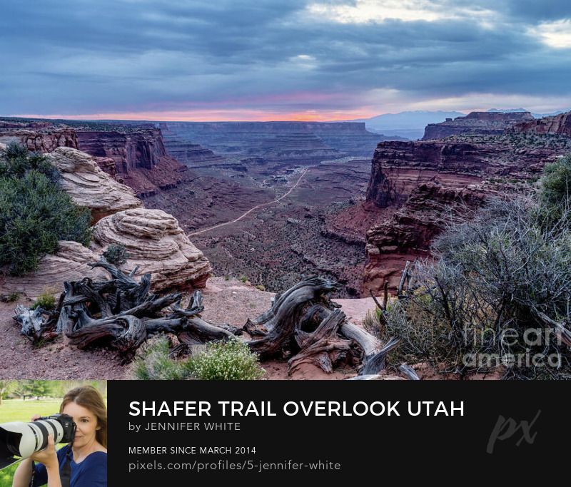 A view looking out over the canyon by some twisted juniper trees from the Shafer Trail switchbacks  overlook at Canyonlands National Park in Utah before sunrise by Jennifer White with Timeless Moments Photography.
