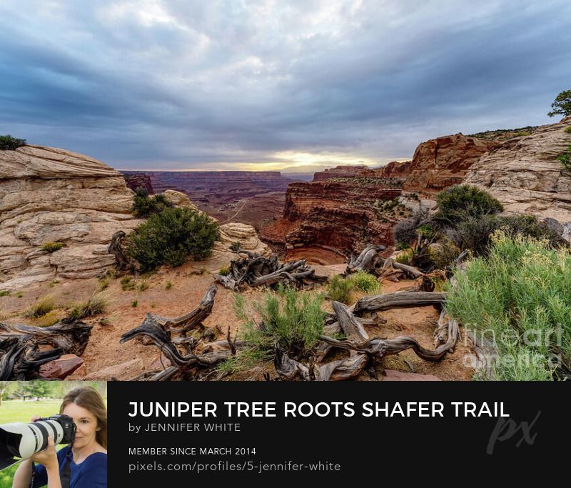 A view looking out over the canyon by some twisted juniper trees from the Shafer Trail switchbacks road overlook at Canyonlands National Park in Utah at sunrise by Jennifer White with Timeless Moments Photography.