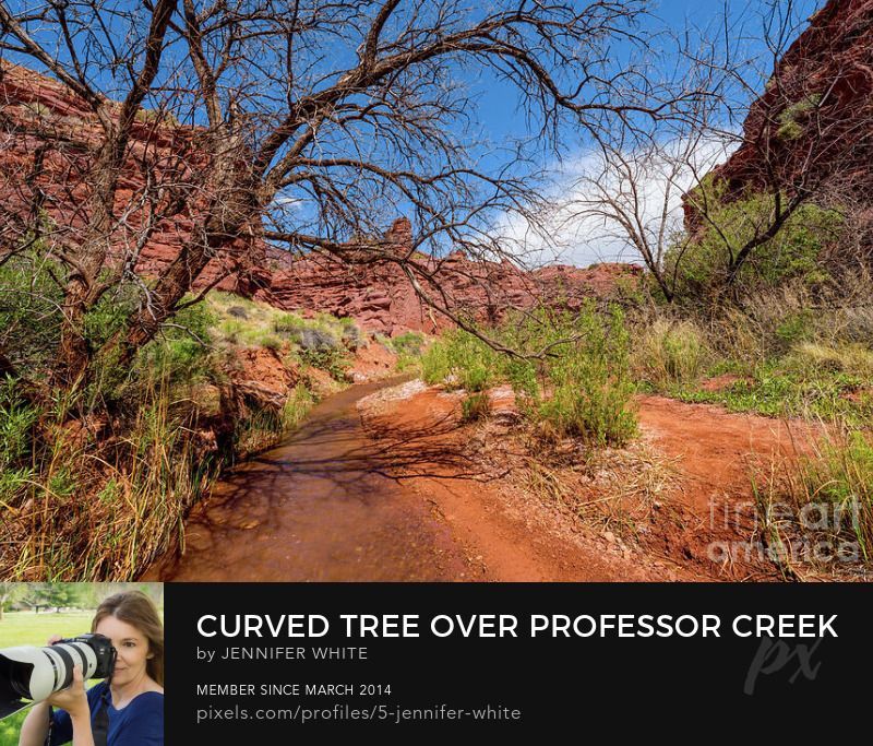 I just love how this cool tree extends and curves its branches over Professor Creek along the Mary Jane Canyon hiking trail. We are surrounded by rim rock mesa rock formations in this desert western landscape. Photo by Jennifer White with Timeless Moments Photography.