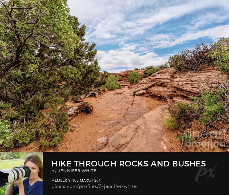 An area along the Delicate Arch hiking trail with bushes, junipers, and trees growing on slick rock formations. This is located in Arches National Park in Moab, Utah.