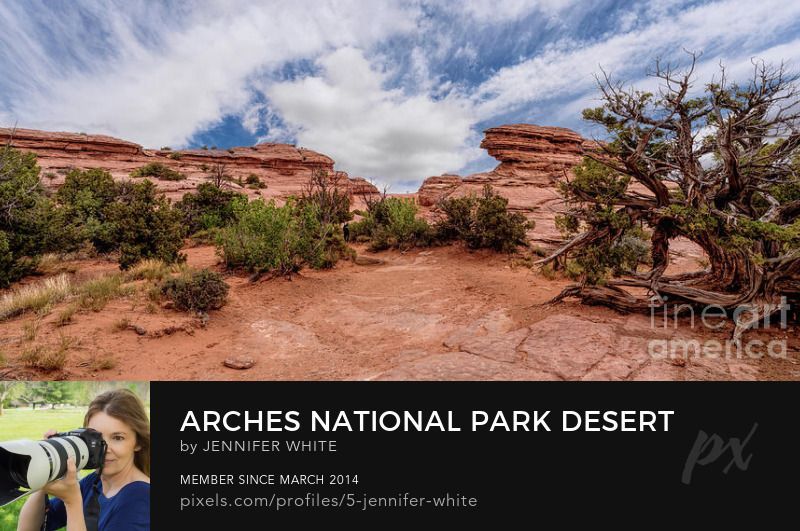  cool juniper tree and some rock formations add character to this desert landscape panorama scene. I captured this in Arches National Park in Moab, Utah while hiking to the iconic Delicate Arch.