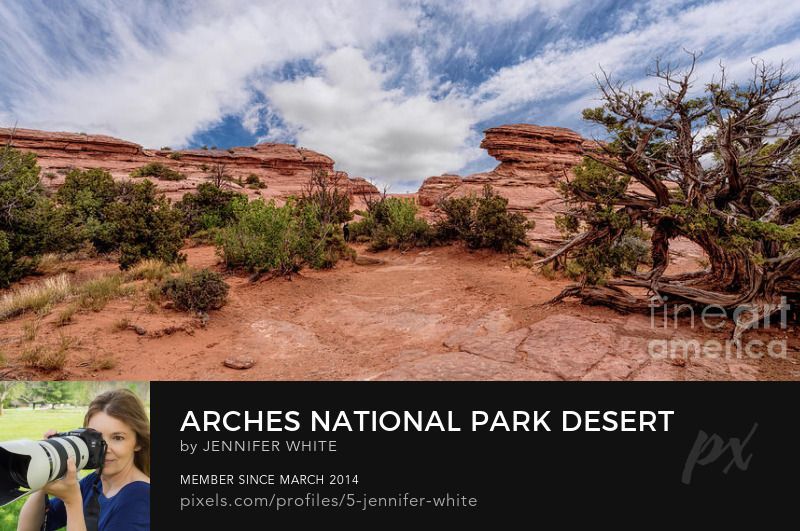 cool juniper tree and some rock formations add character to this desert landscape panorama scene. I captured this in Arches National Park in Moab, Utah while hiking to the iconic Delicate Arch.