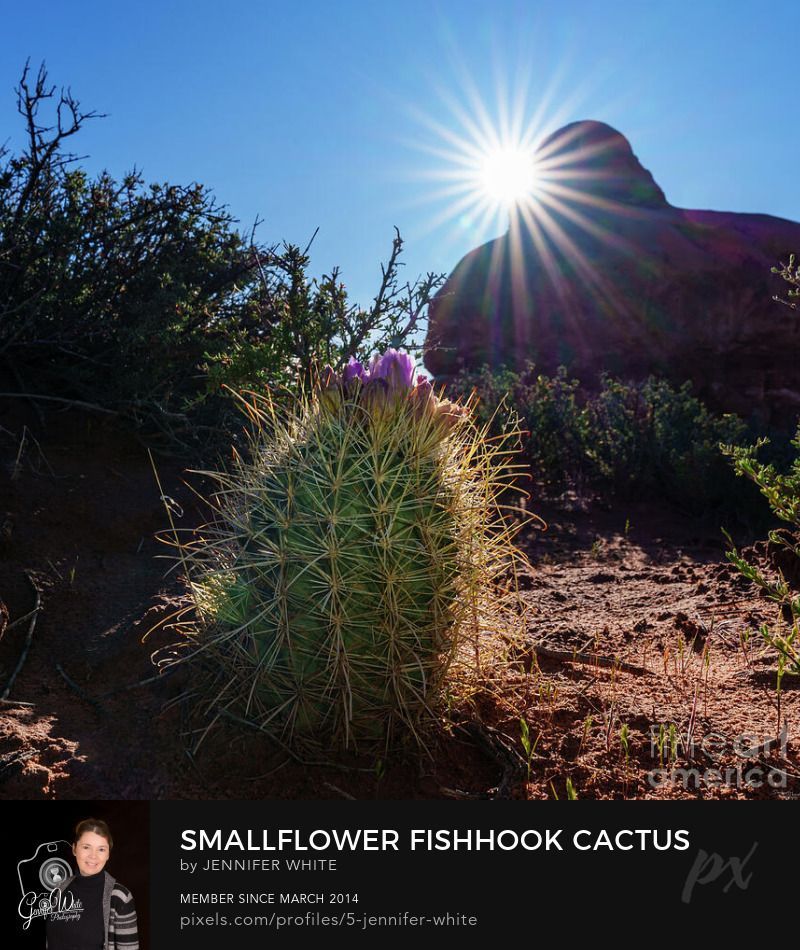 This cactus is one you don't want to step on or grab! It's thick pointy thorns have a big bite. This is a Smallflower Fishhook Cactus. I captured a sunburst and rock formation behind it early in the morning at Arches National Park in Moab, Utah, United States. There are purple flower blooms at the top as it was the spring season. It's scientific name for this cacti is Sclerocactus parviflorus. This is a square art version.