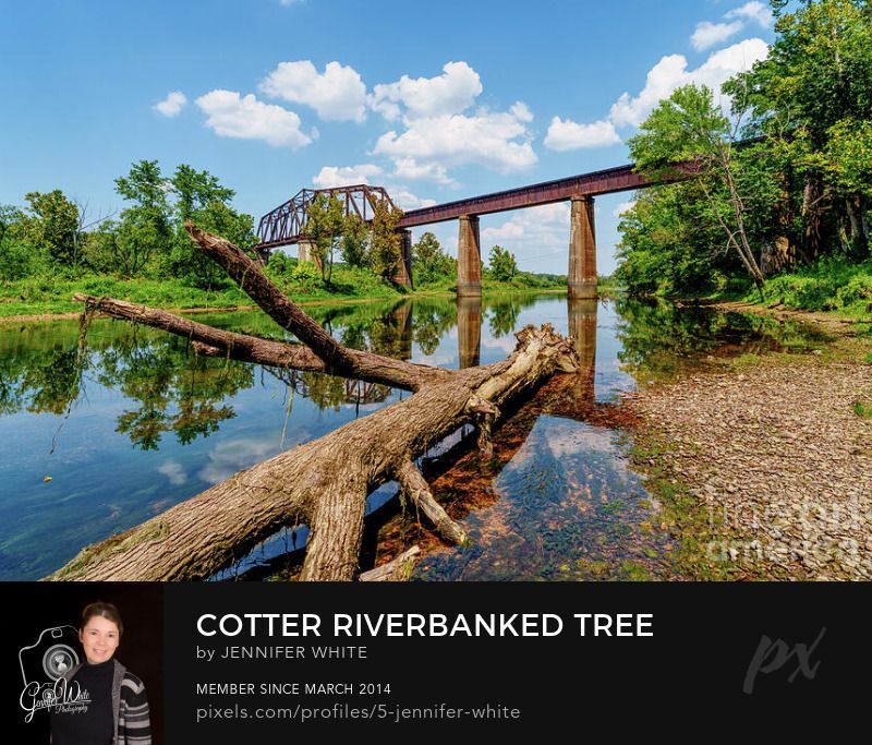 This photograph features a unique view looking down a dead tree resting along the shoreline of the White River with the historic iron and concrete railroad truss bridge in the background. This is located in Cotter, Arkansas, United States. It was a beautiful summer day and fluffy cumulus clouds were in the sky.. The trees are reflecting on the water. This rusty looking bridge was built in 1905 and is 1,085 feet long. It is unusual because it is fairly high above normal water level for a swing bridge.