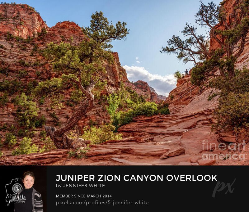 Twisted juniper trees greet hikers along the Zion Canyon Overlook Trail in Zion National Park, Utah