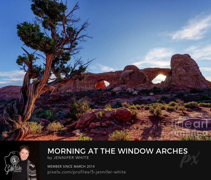 A twisted juniper cedar tree reaches toward the clear blue sky in this morning scene from the Windows Section of Arches National Park in Moab, Utah, USA. In the background, both the North and South Window Arch formations are visible, adding depth to the desert landscape. Captured just as the morning sun began to rise, most of the terrain remained in shadow while a soft flare of sunlight peeked through the opening of North Window Arch, creating a striking contrast of light and form in this iconic red rock desert landscape setting.