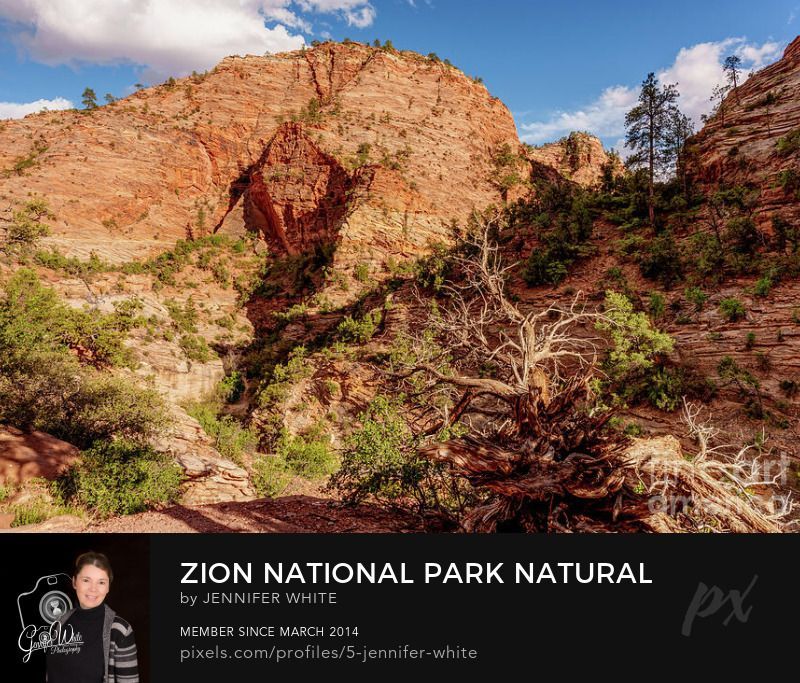 A large twisted partly bare juniper tree has a stunning view of one of the tall mountain cliffs in Zion National Park in Utah