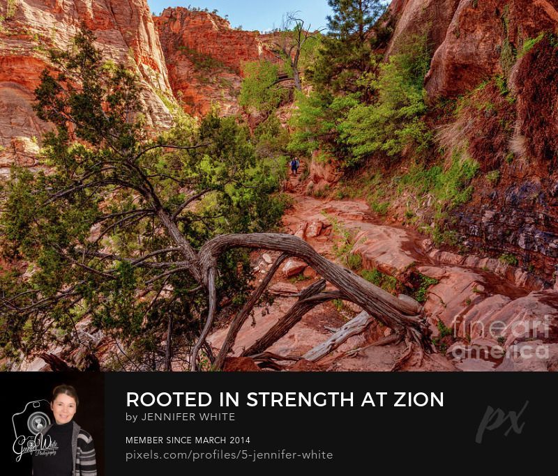 As we hiked toward the Zion Canyon Overlook, this incredible twisted tree root clinging to the cliff’s edge immediately caught my eye. Likely a juniper or cedar, it looks as though the tree once broke at the base and leaned over—yet its roots adapted, reshaped, and kept it alive.